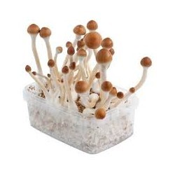 KIT DE SETAS ELYSIUM 2000